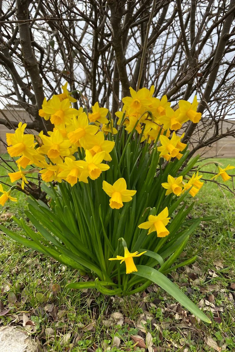A clump of daffodils growing at the base of a shrub.