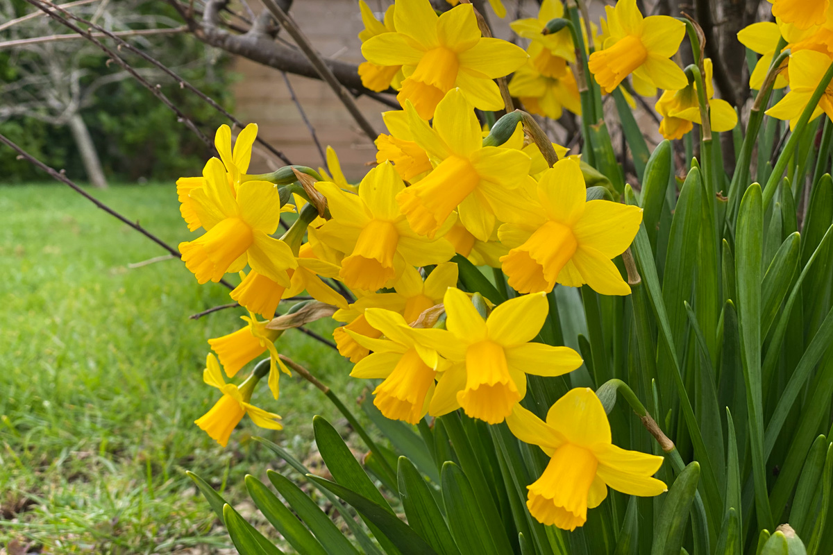 Bright yellow daffodils in bloom