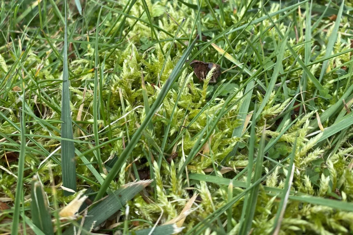 close up of moss and grass growing together.