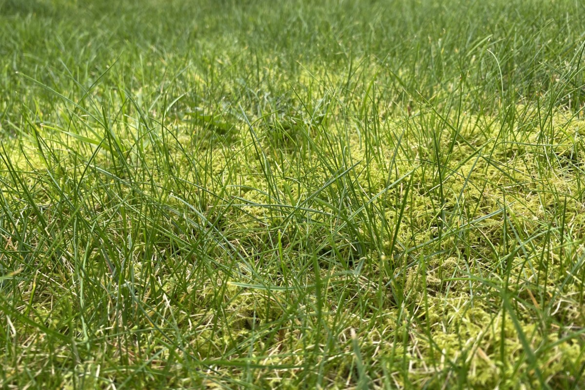 Grass and moss growing together in a yard.