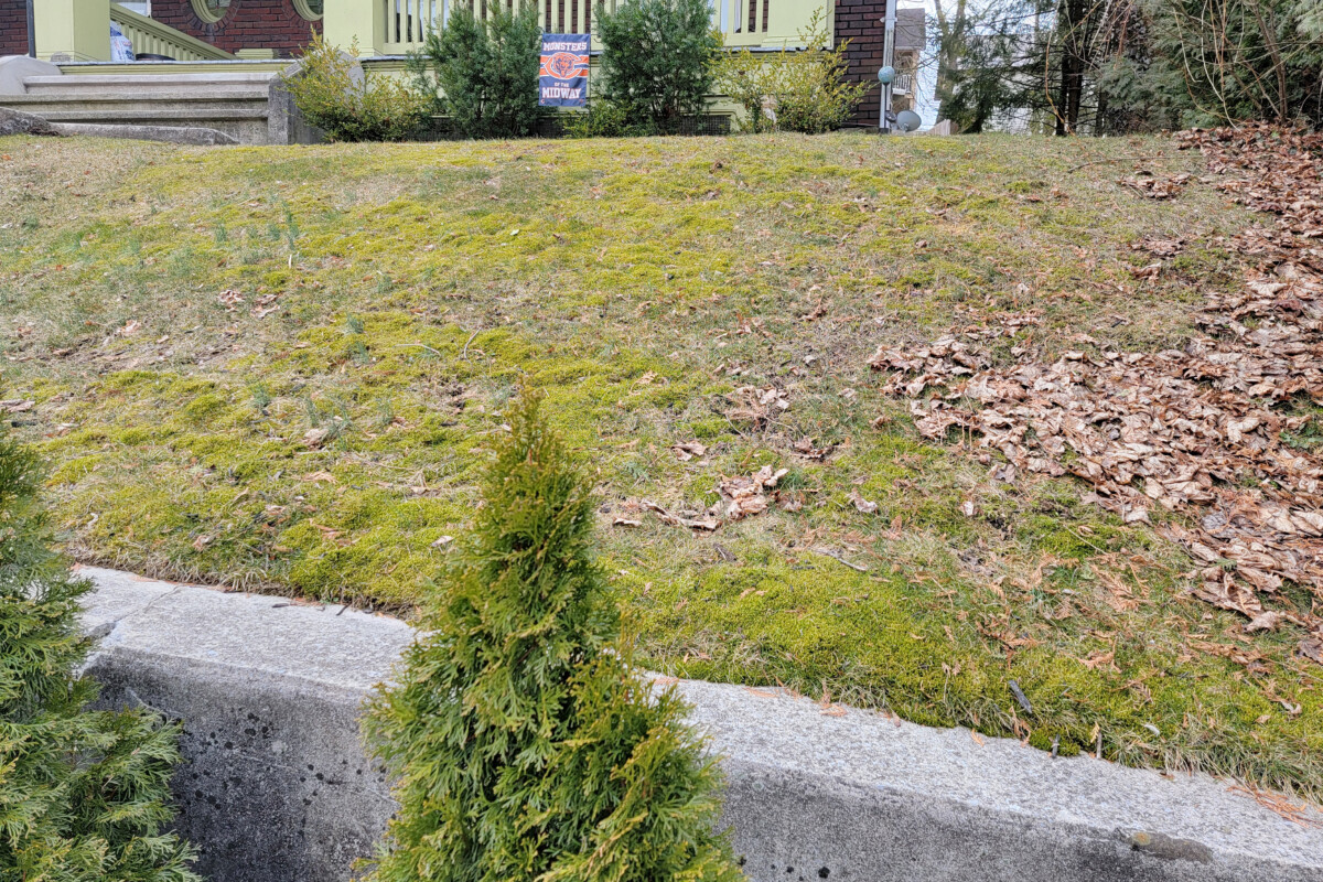 Mossy front lawn with house in background. 
