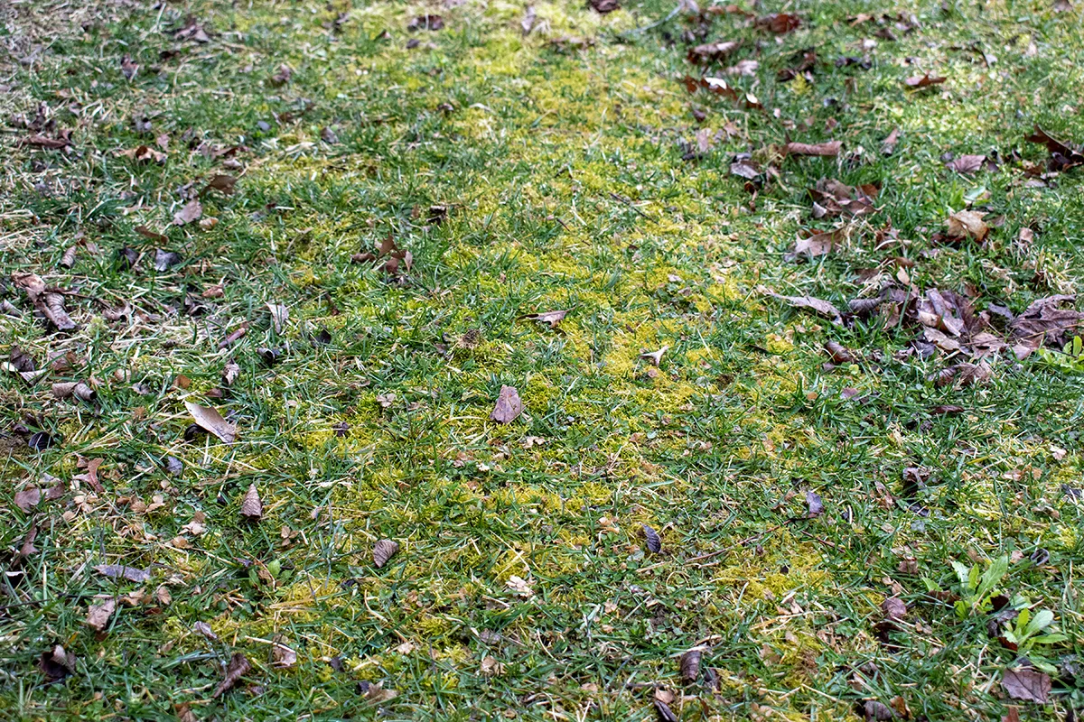 Patches of yellow moss growing amidst grass.