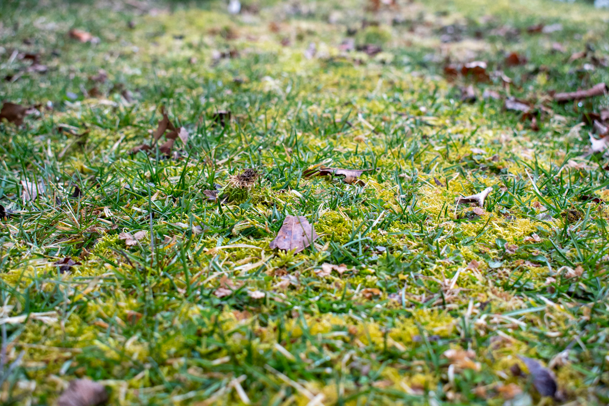 Yellowish-moss growing among grass and leaves.