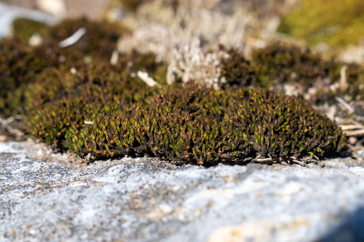 Dark green moss growing on a rock. 