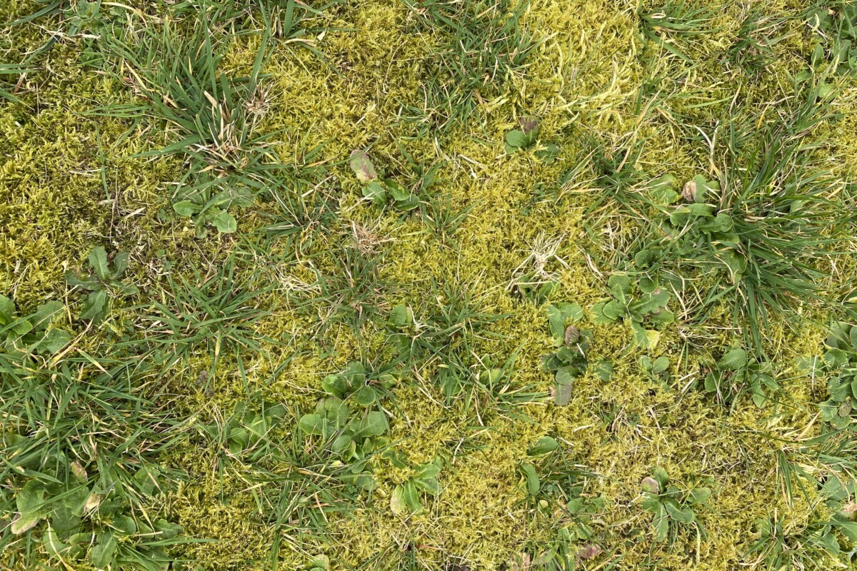 Overhead view of moss growing on lawn.