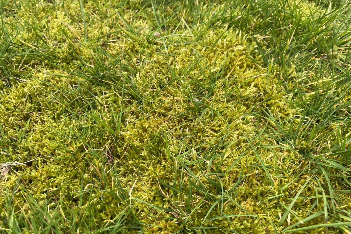 Grass growing up through a mat of moss. 