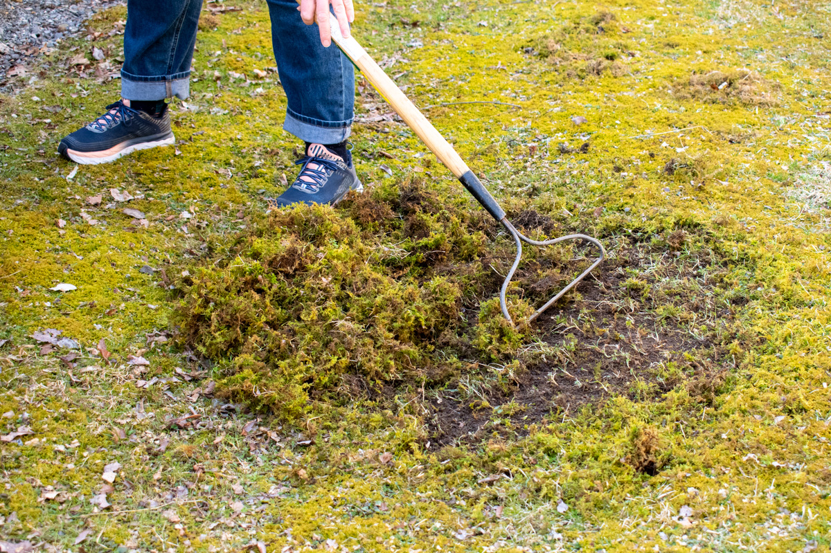 Person raking up moss.