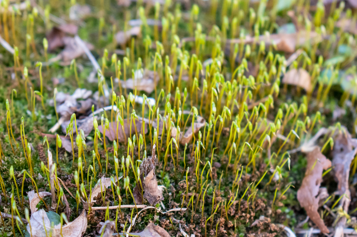 Sporophytes growing from a patch of moss.