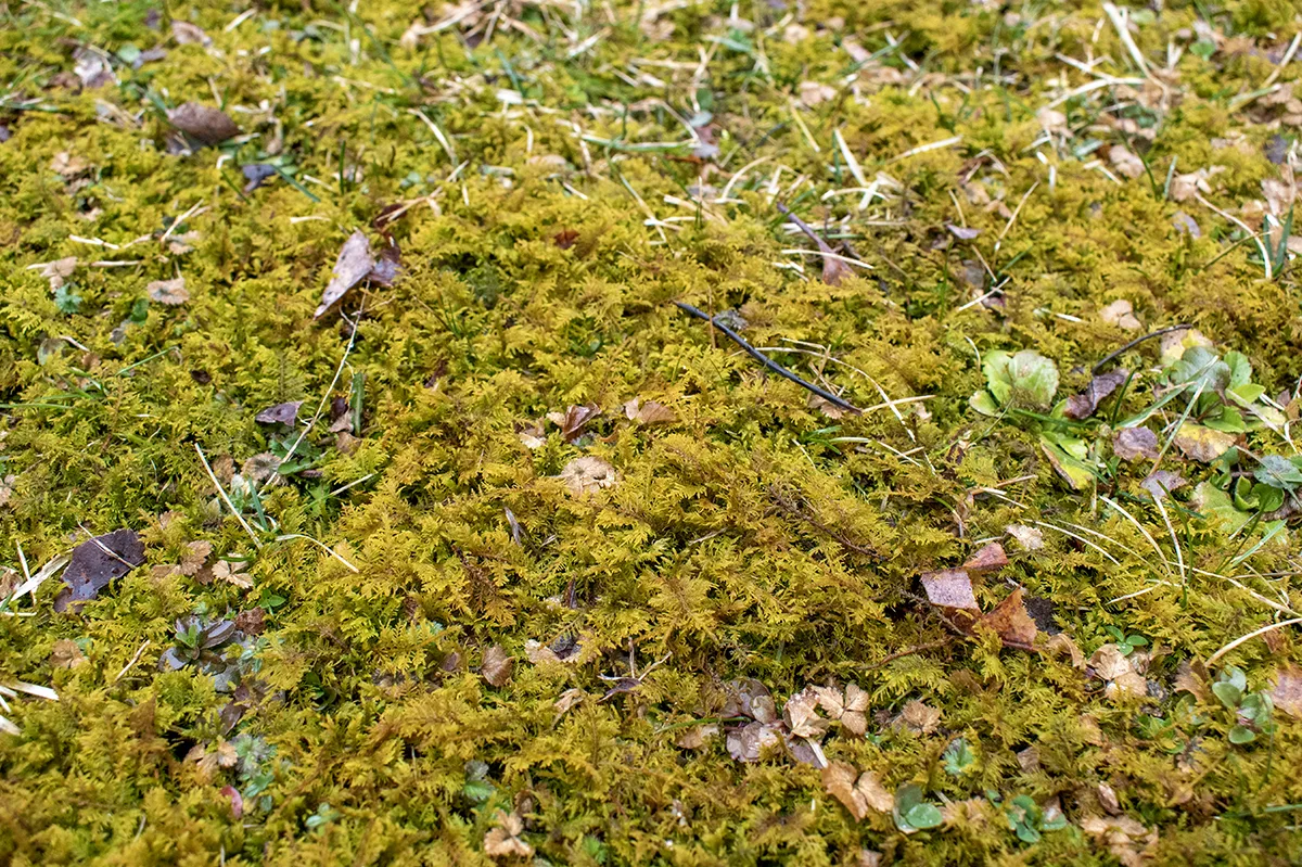 Yellow, feathery moss