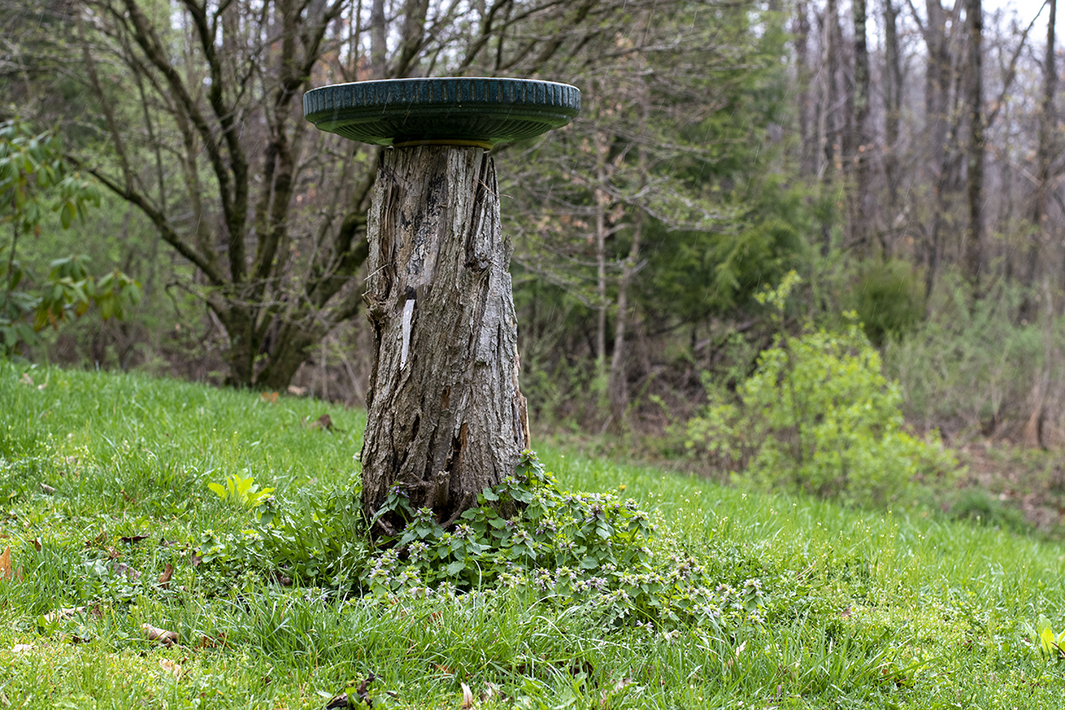 A rustic birdbath set atop a tree stump.