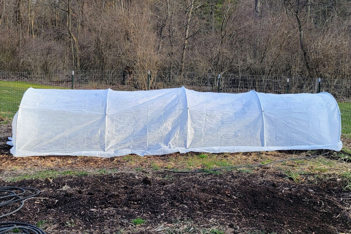 Polytunnel with row cover fabric covering it. 