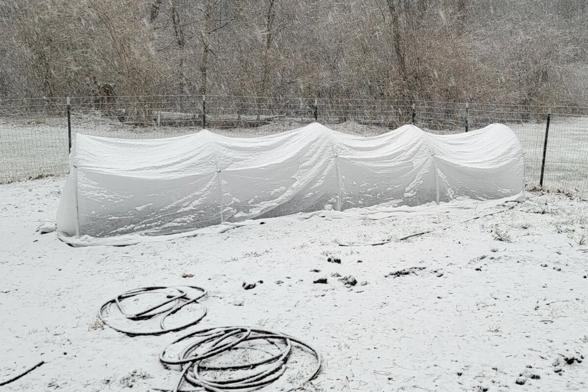 Snow covering a hoop house