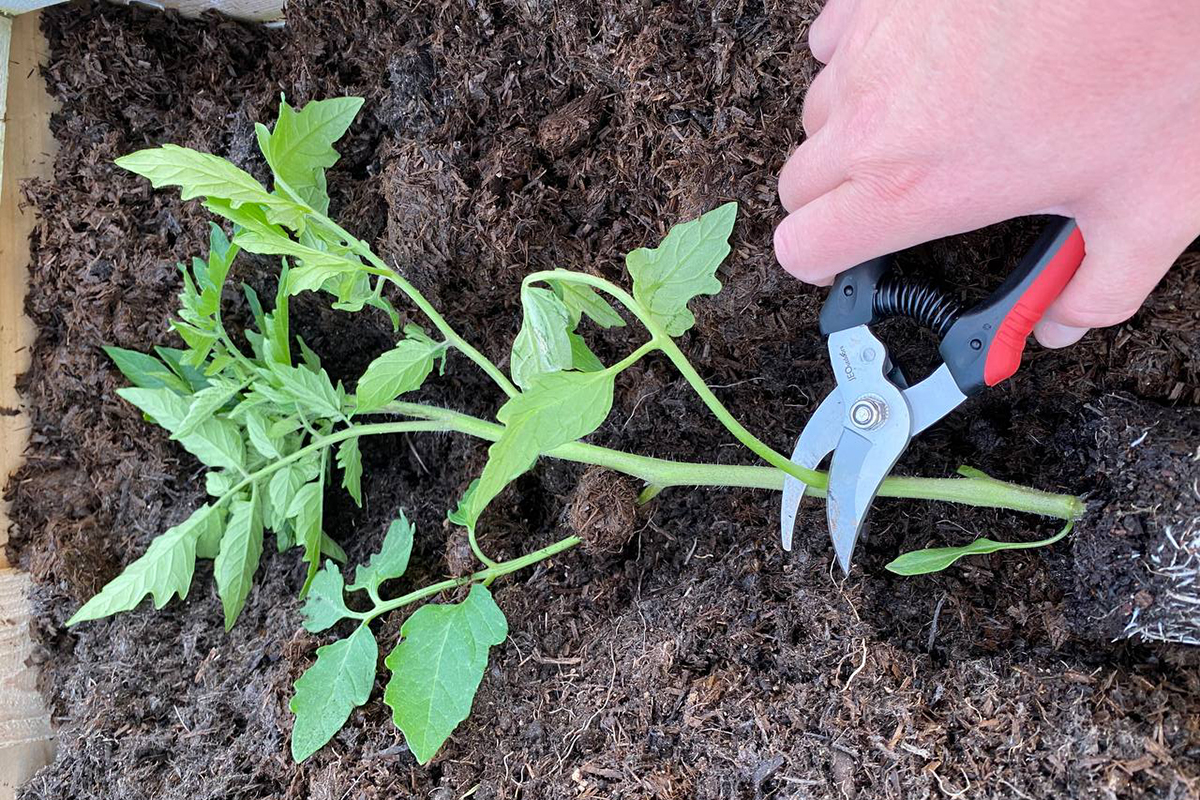 Hand holding pruners cutting a stem from a tomato seedlings lying on its side. 