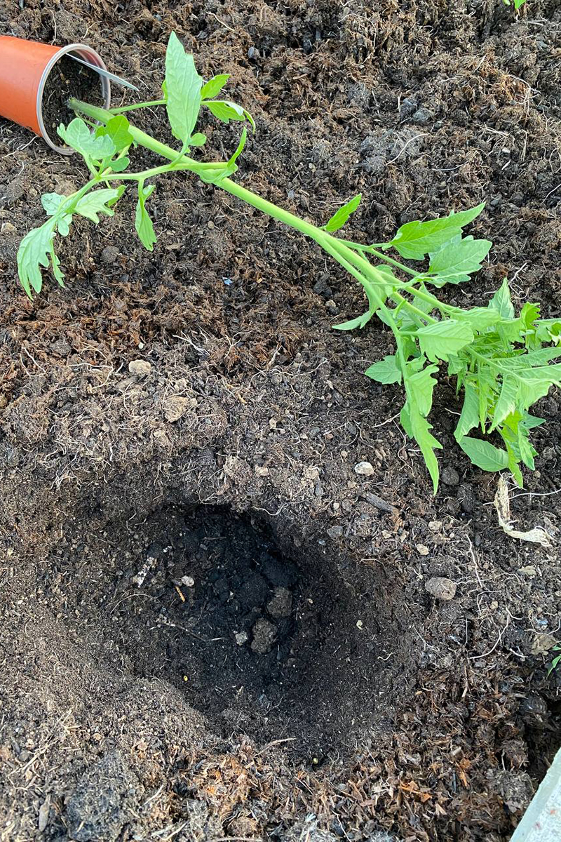 Tomato seedling next to a deep hole. 