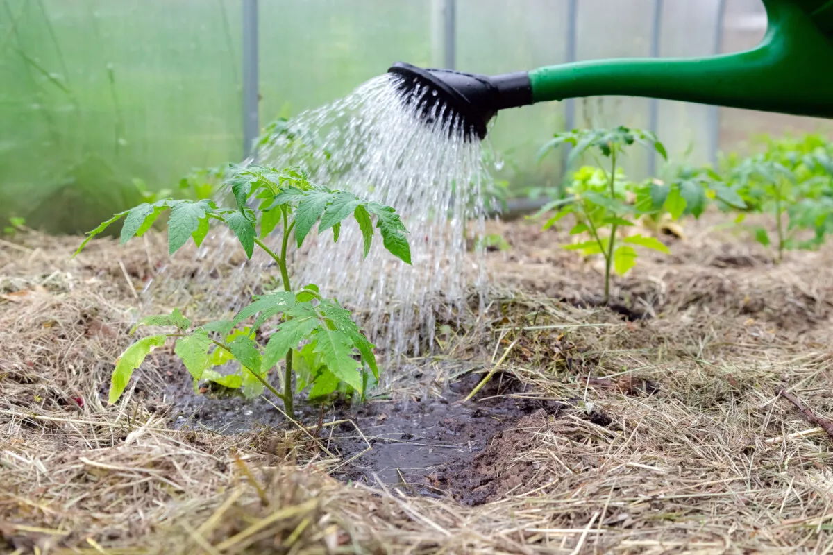Mulched tomato seedlings being watered with a watering can.