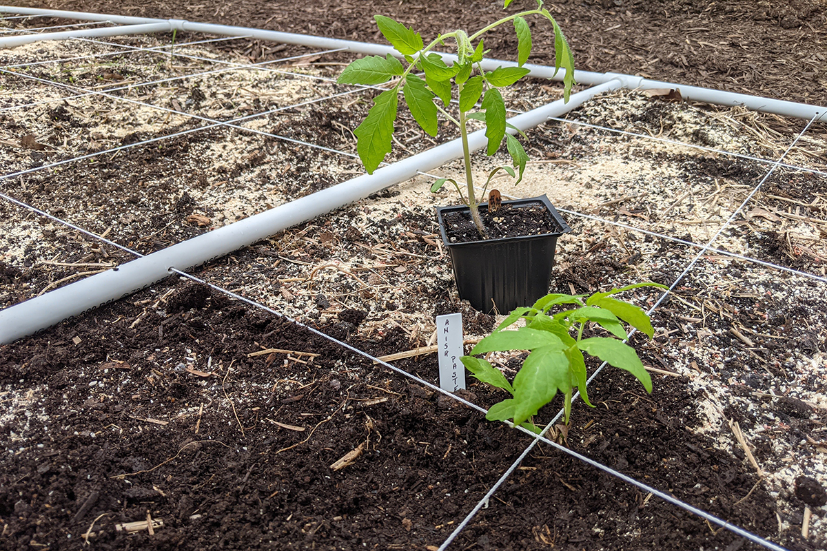 A small tomato seedling sitting on the soil next to a tomato seedling that has been planted sideways.