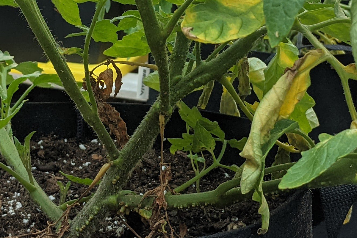 Base du plant de tomate, les tiges sont couvertes de bosses.