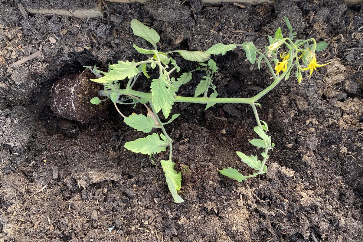 Tomato seedling lying on its side in a trench.