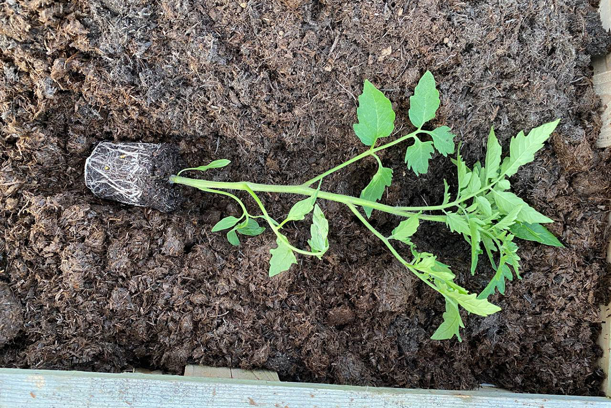 Tomato plant lying in a trench to be buried sideways.
