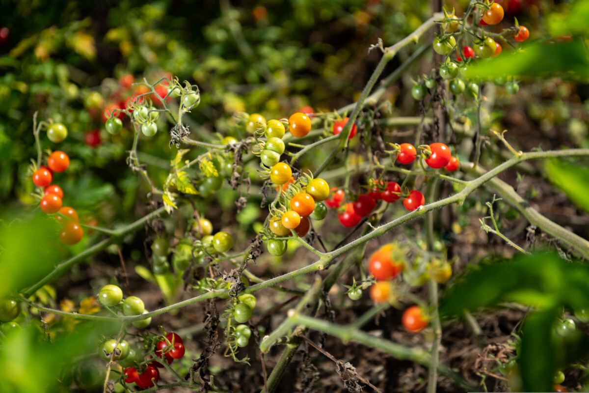 Wild tomato vines covered in small, red fruit.