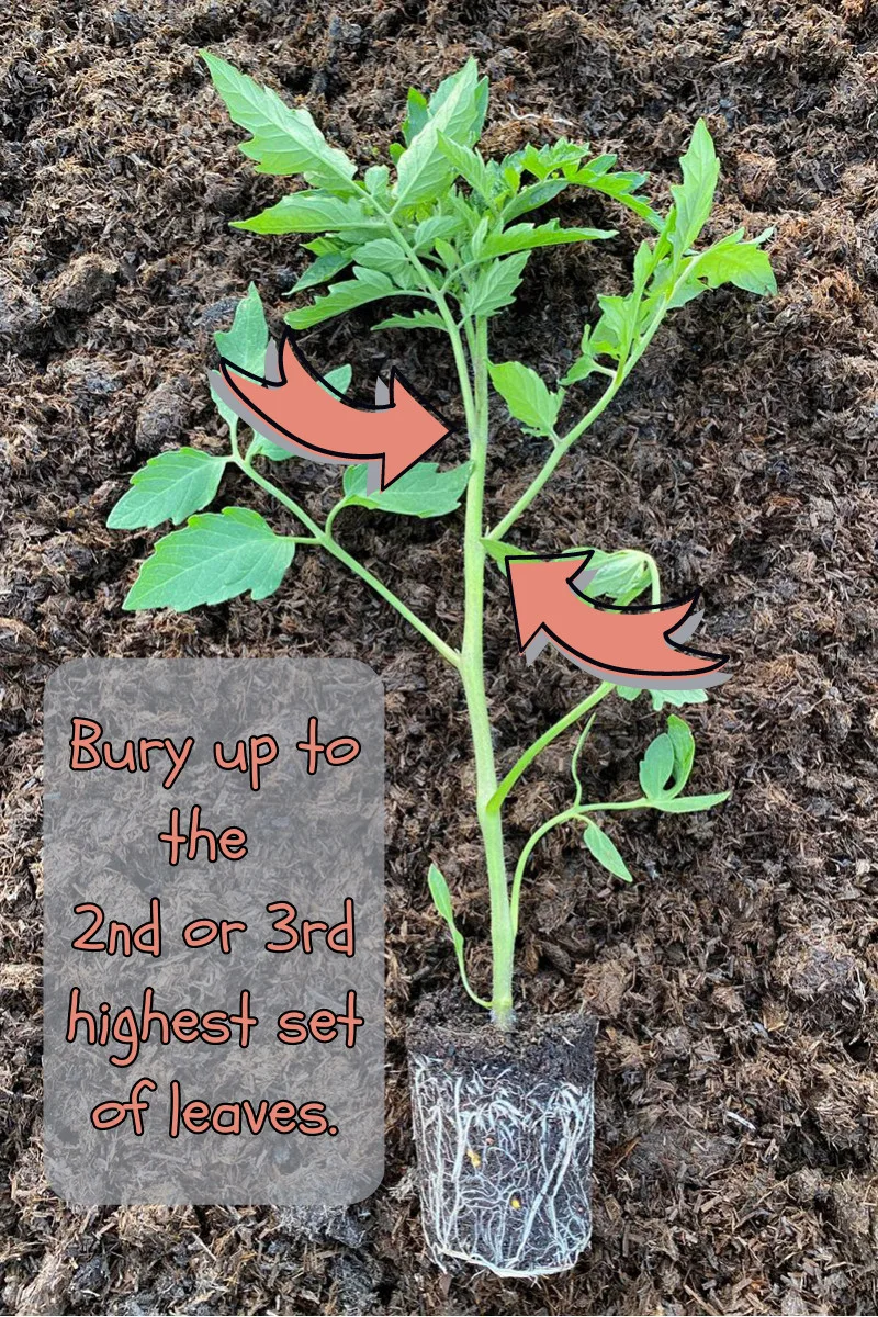 Photo showing how deep to bury a tomato plant