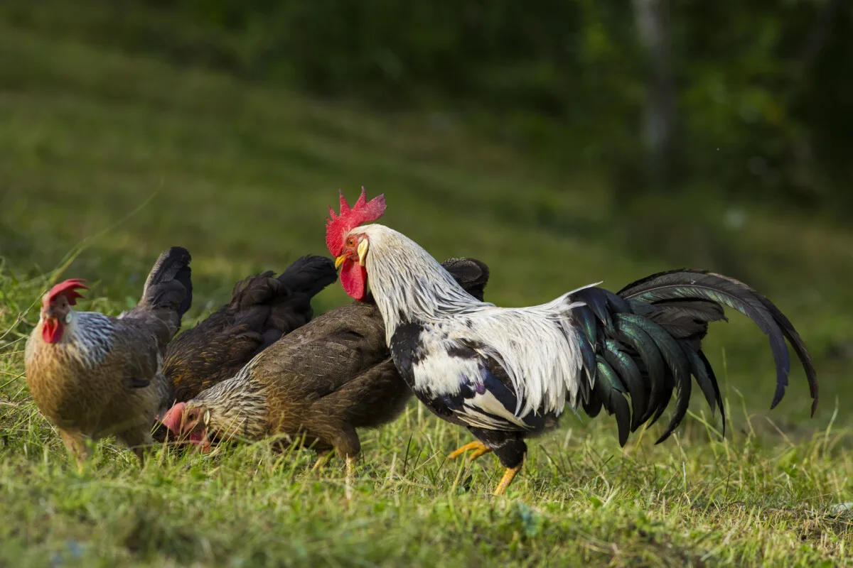 Silver leghorn cockerel with hens
