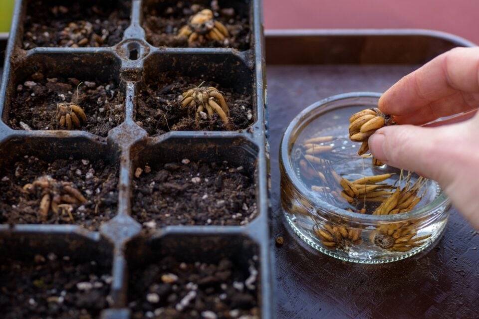 5 Reasons To Soak Seeds Before Planting (& How To Do It)