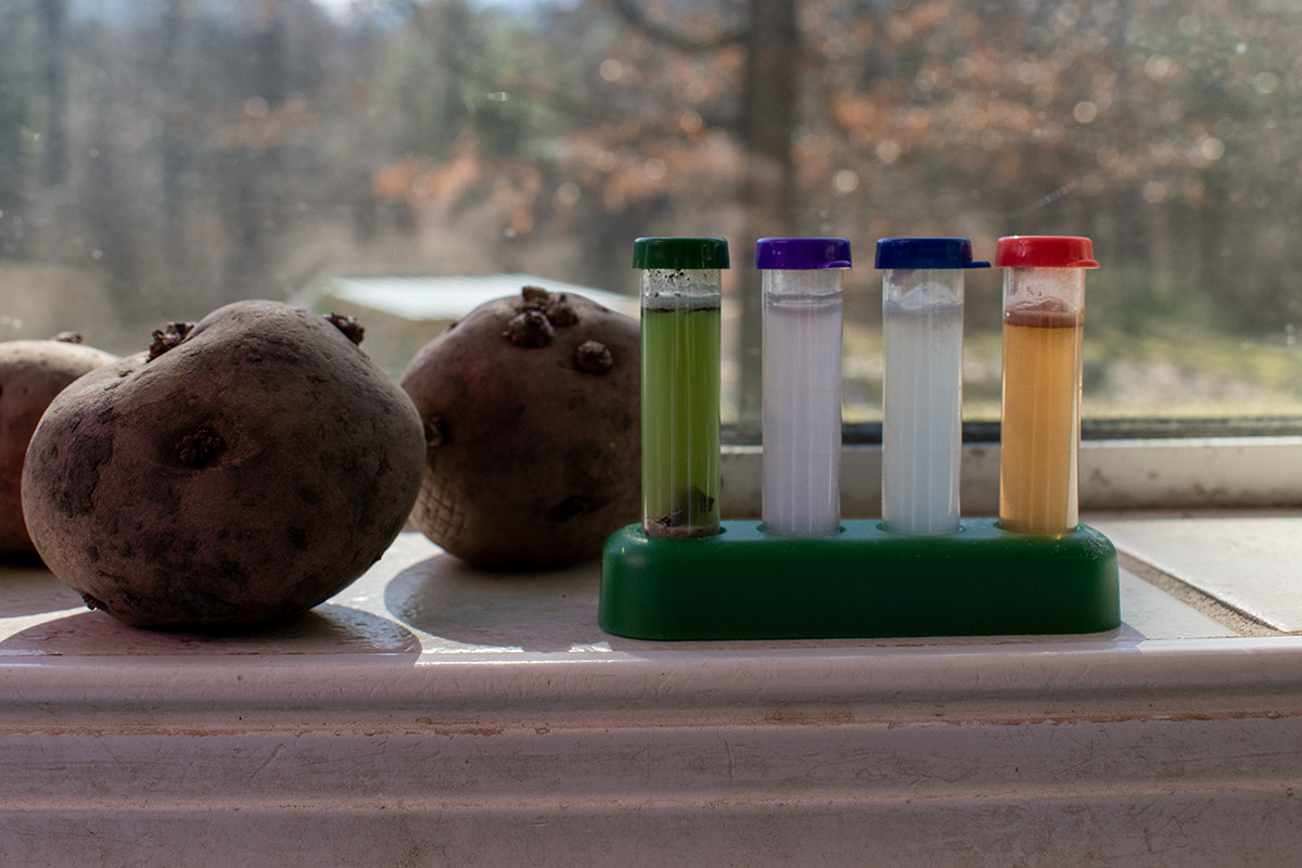 Soil test with water in small vials next to potatoes on a sunny windowsill. 
