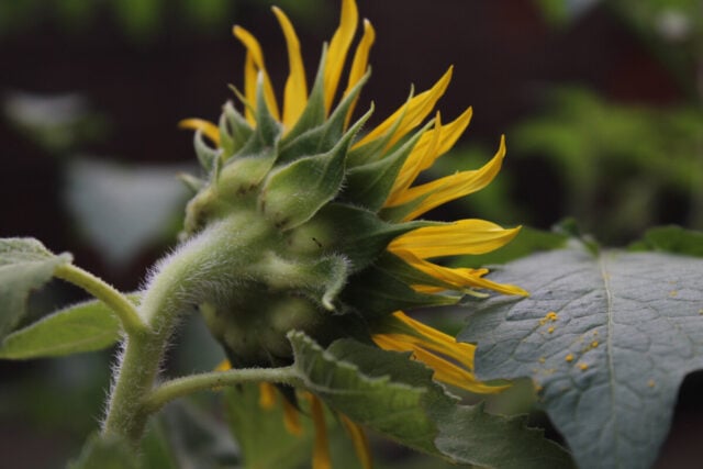 Why Are Tomato Plants Hairy - The Truth About Tomato Hair & Roots