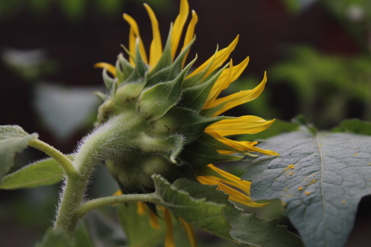 Sunflower, focus on hair stem