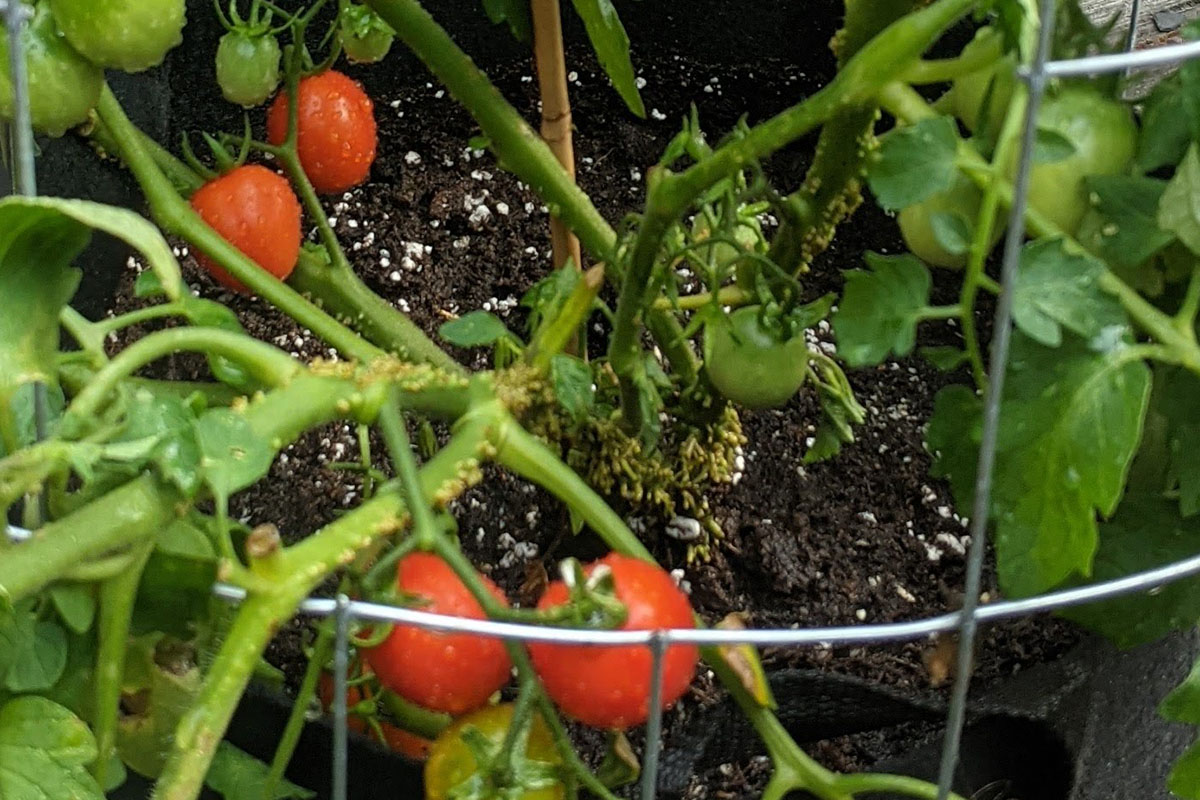 Tomato with adventitious roots growing at the base.
