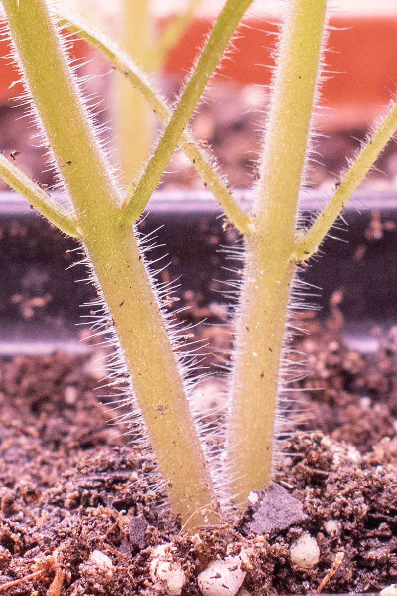 Close up shot of tomato trichomes at the base of a seedling.