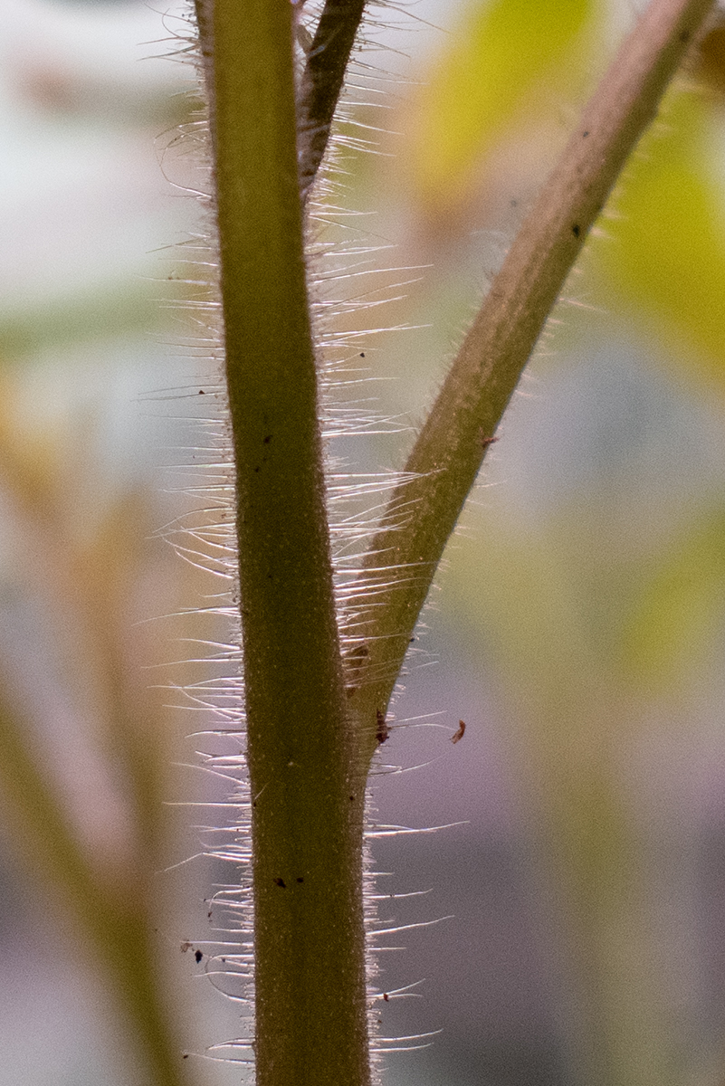 Extra close up photo of tomato trichomes on stem.