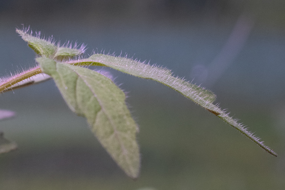 Close up of a tomato leave, covered with trichomes.