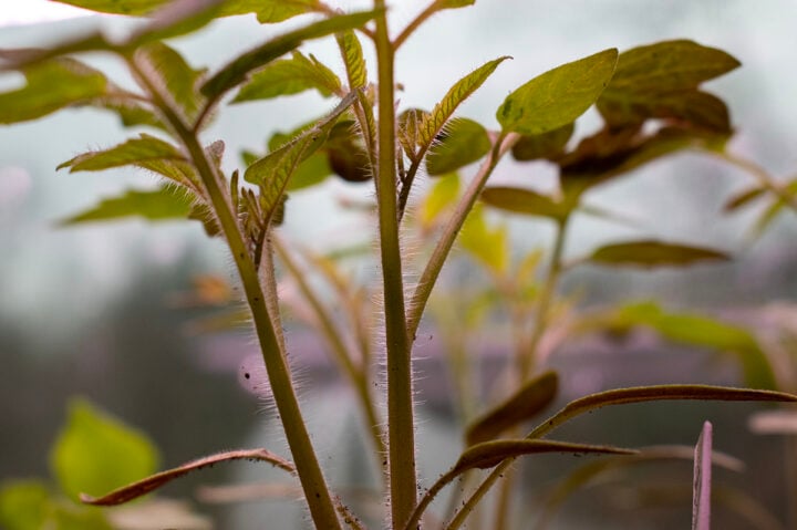 Why Are Tomato Plants Hairy - The Truth About Tomato Hair & Roots