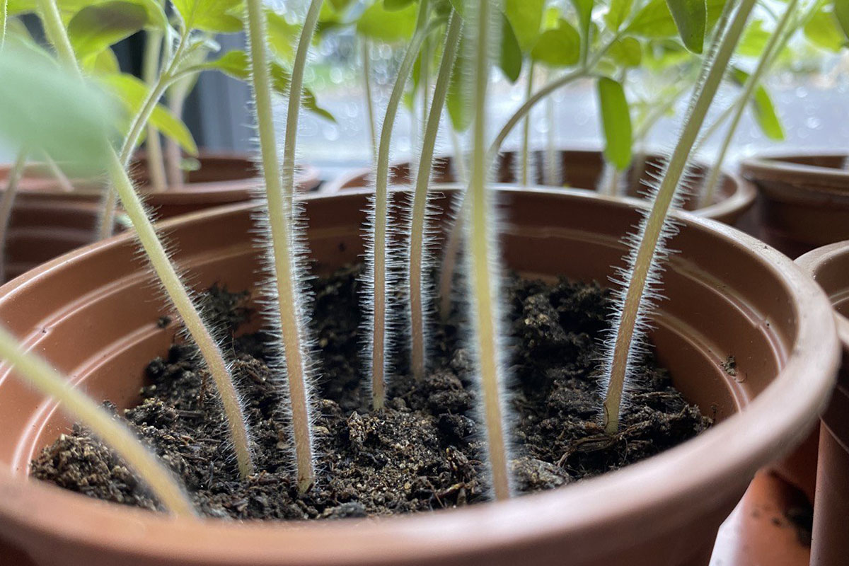Close up of hairy tomato seedling stems.