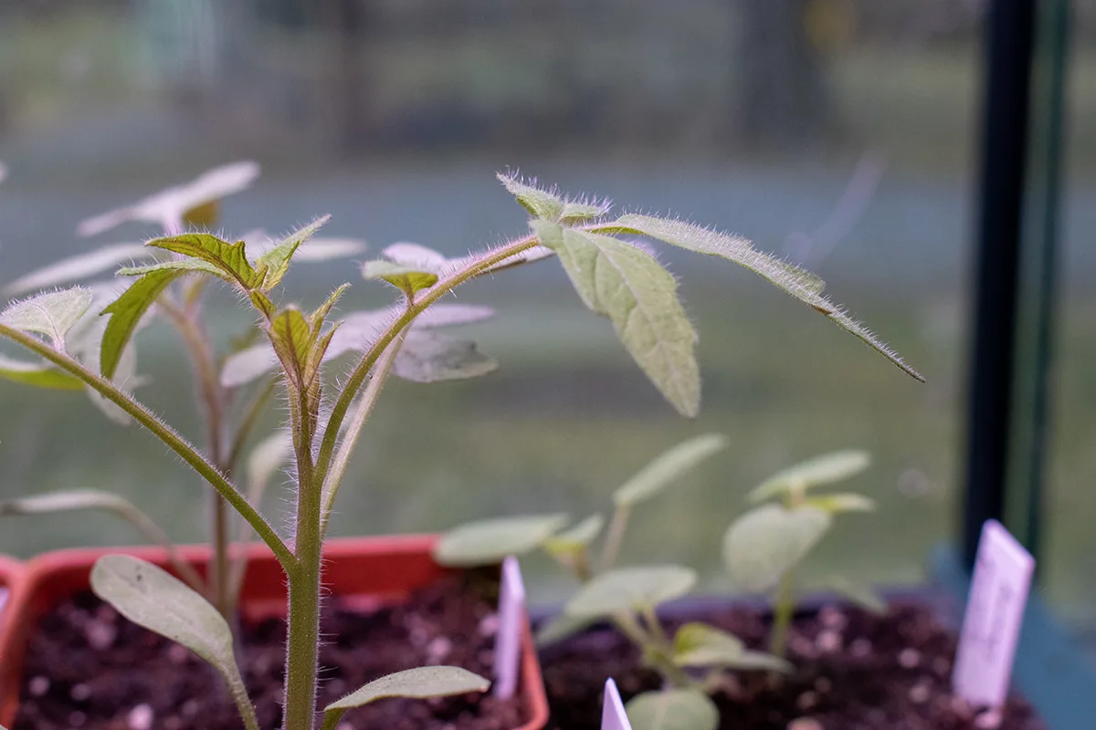 Tomato seedling, covered in hair on stems and leaves.