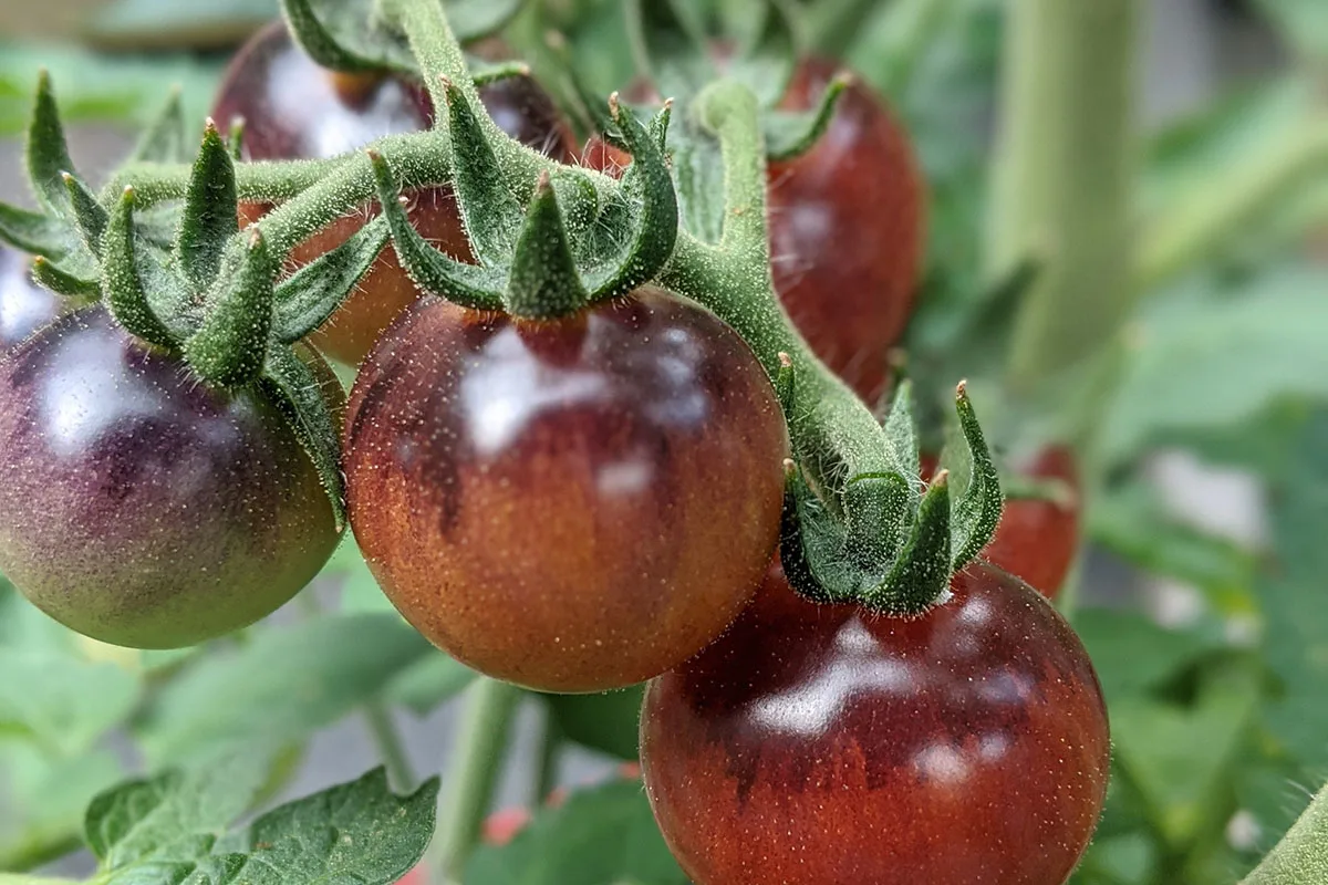 Close up of cherry tomatoes

