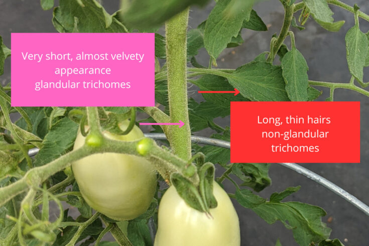 Why Are Tomato Plants Hairy - The Truth About Tomato Hair & Roots
