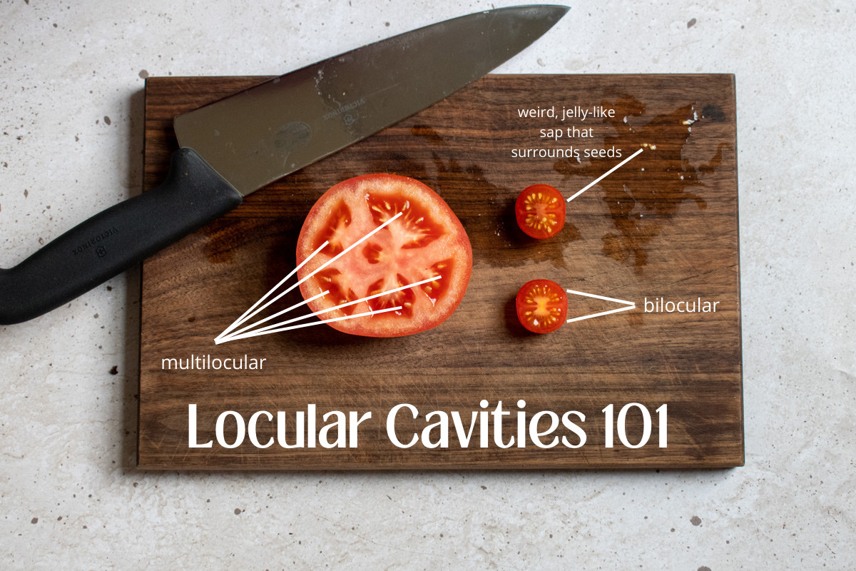 Infographic photo of tomato slices next to a knife on a cutting board denoting multilocular and bilocular tomato cavities.