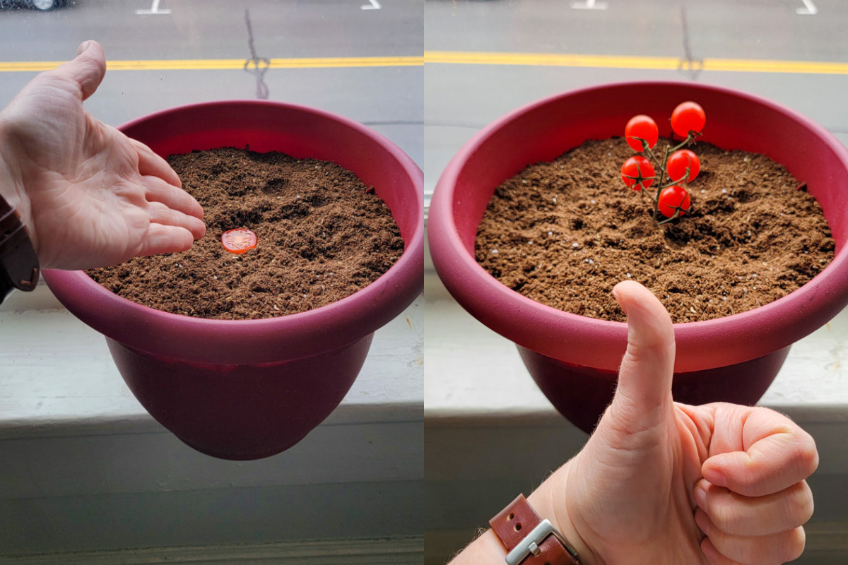 Two photos side by side, one of a hand pointing to half a cherry tomato lying on top of soil, the other with a hand giving a thumbs up in front of a pot with a stem of cherry tomatoes stuck in the soil. 