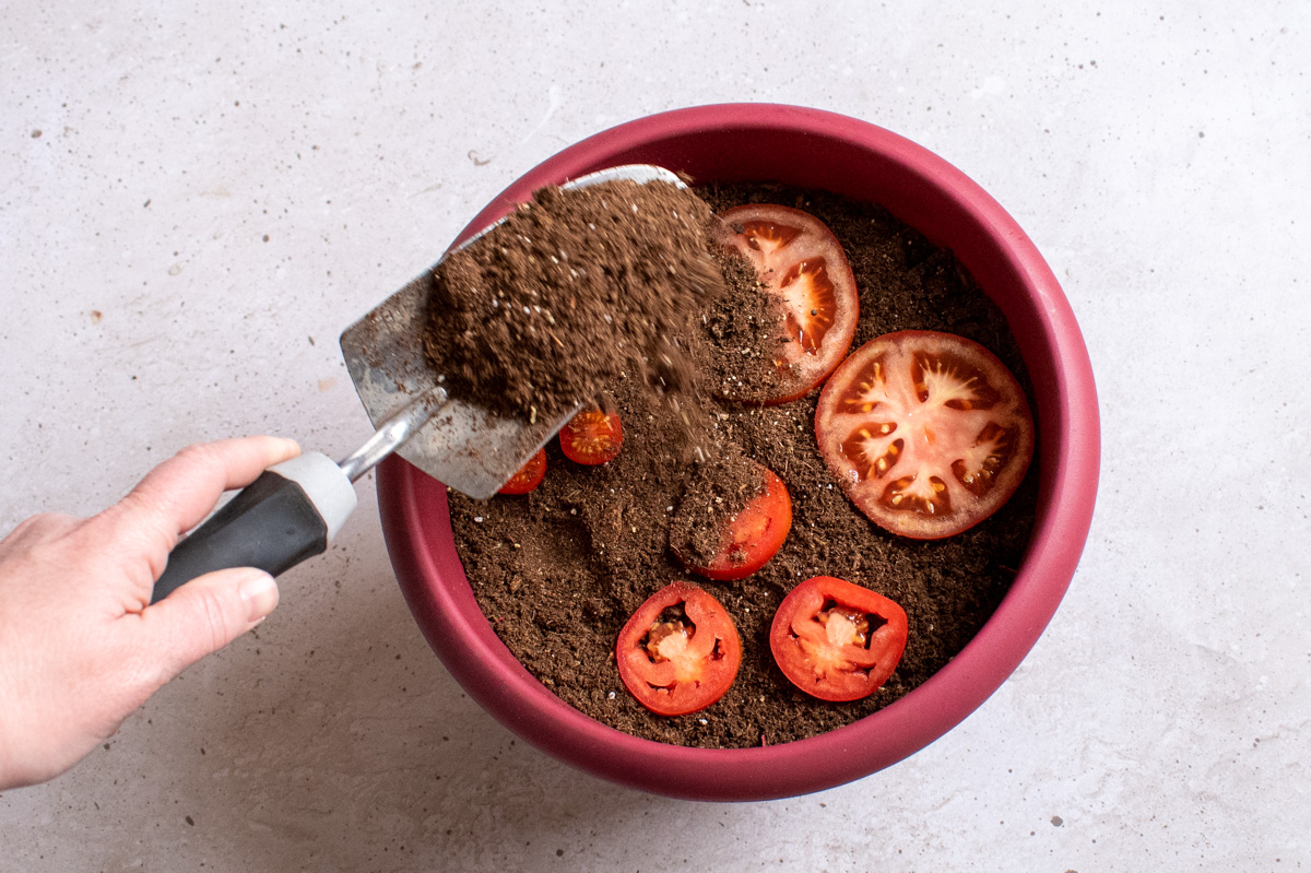 Woman's hand pouring soil over the top of tomato slices lying on top of soil in a pot.