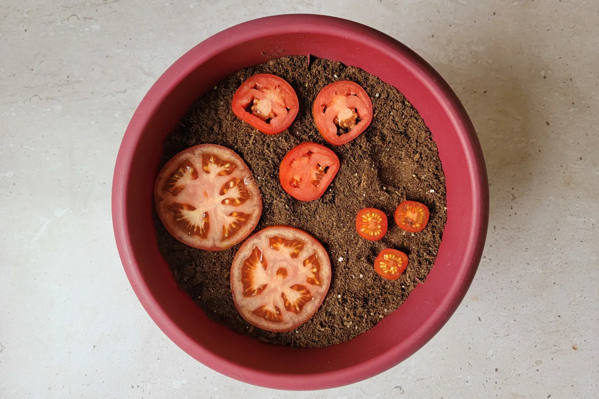 Tomato slices lying on top of soil in a red plant pot. 