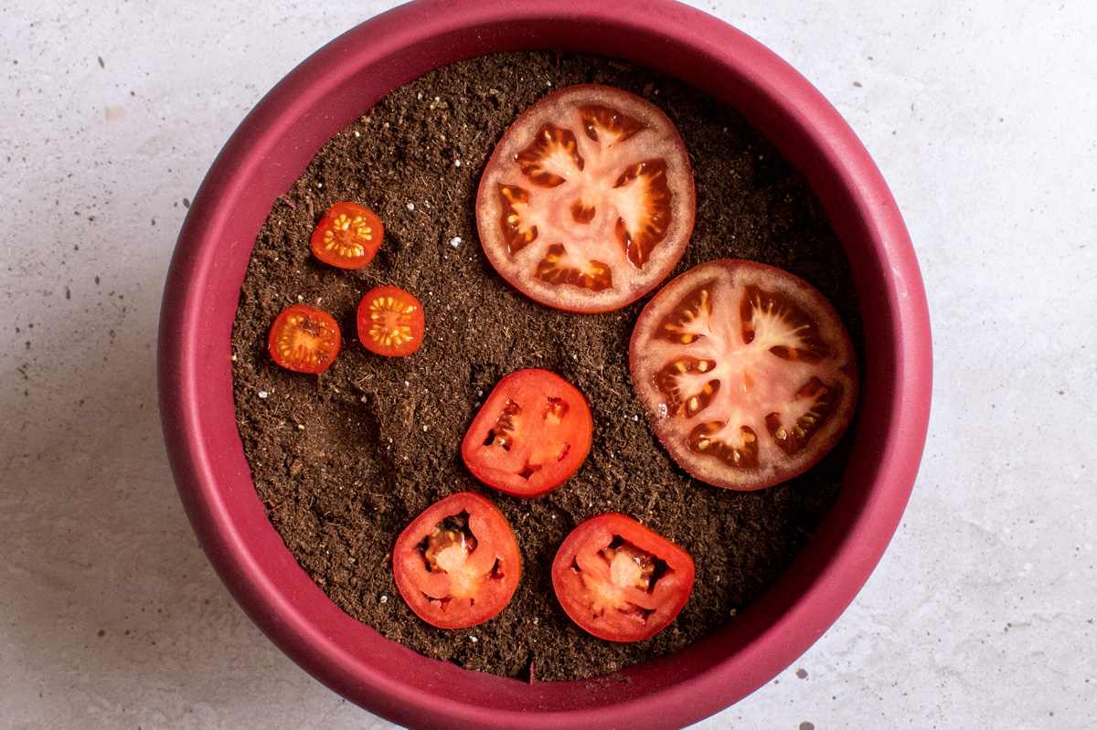 Pot with soilless seed starting mix and tomato slices on top of soil.