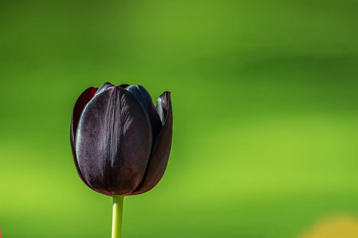 A single black tulip