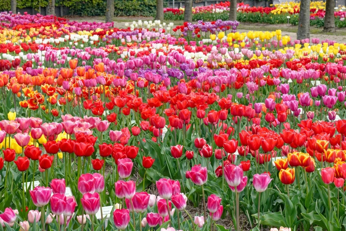 A garden with hundreds of tulips. 