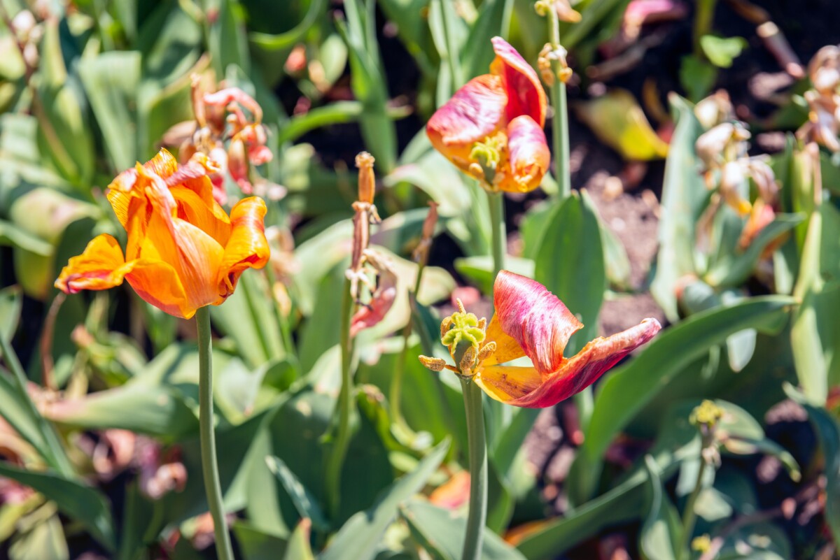 Dying tulips, the petals are wilting on the stem.