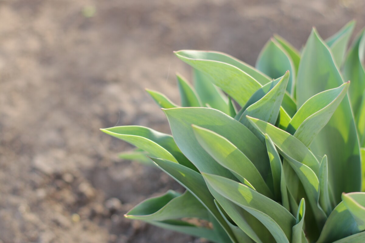 Tulip leaves growing in the ground. 