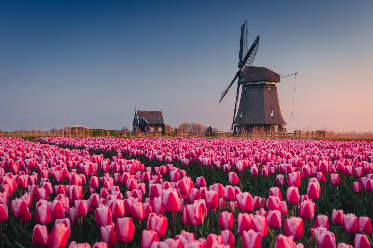 Field of tulips with large windmill in the background. 
