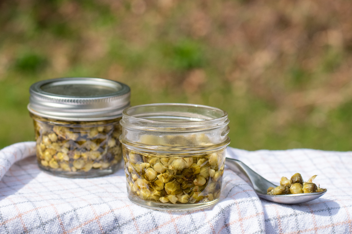 Two jars of pickled dandelion capers and spoon with capers on it.